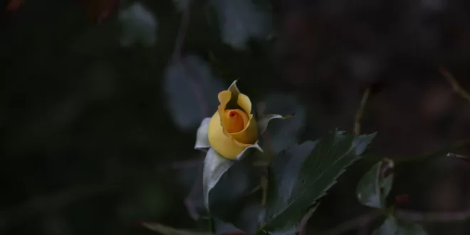 Are We Truly Living?